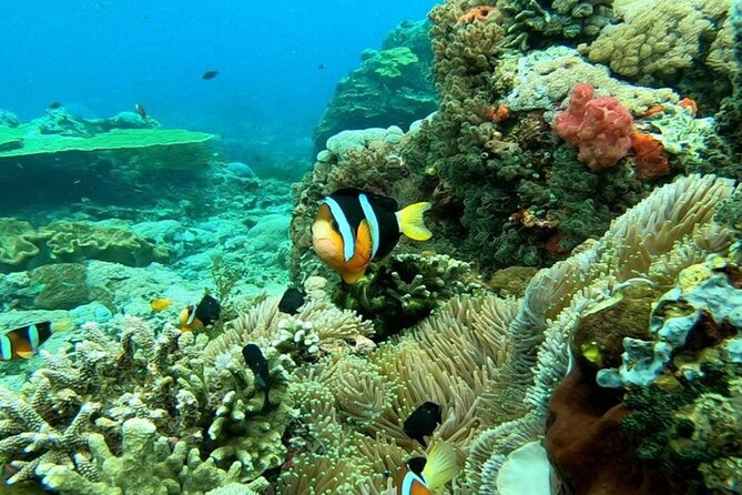 Snorkeling 4 Spot With Manta Bay Or Optional Land Trip - What you should know about comfort and fitness