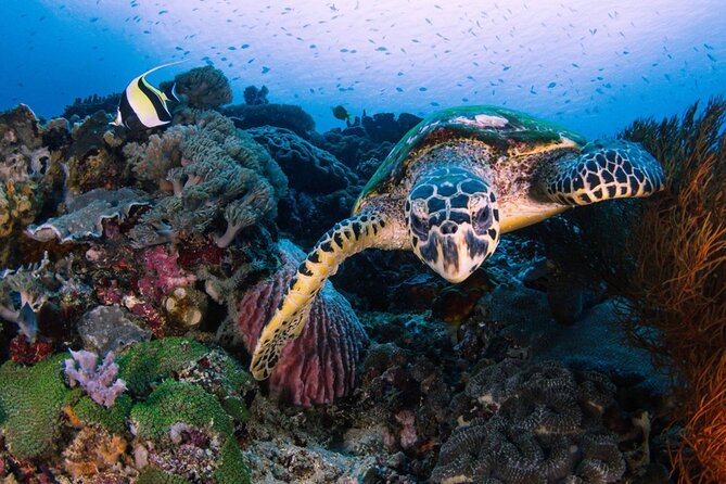 Snorkeling 4 Spot With Manta Bay Or Optional Land Trip - What the guide support means in the water