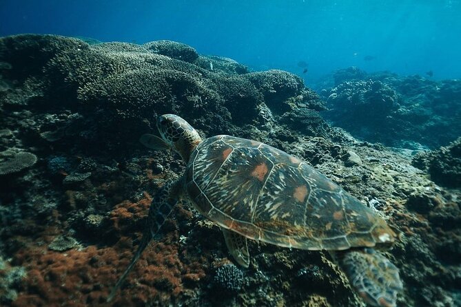 Snorkeling 4 Spots, Manta Rays, Tembeling Pool & Kelingking Beach - Tembeling Pool and the ride into the forest
