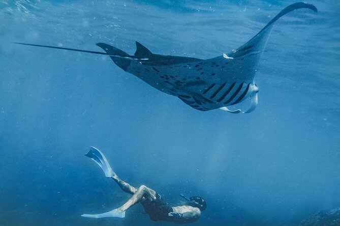 Snorkeling adventure to the manta ray habitat in Nusa Penida - Key points at a glance
