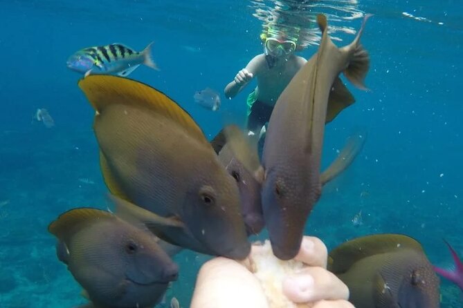 Snorkeling Adventure with East Nusa Penida Tour All Inclusive - Molenteng Tree House and the Raja Lima view
