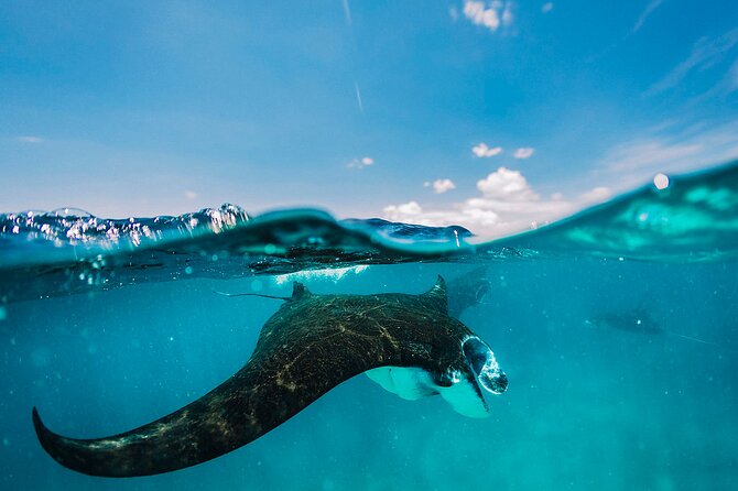 Snorkeling and Freediving Trip around Nusa Penida - Key points to know before you book