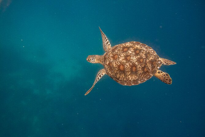 Snorkeling and Freediving Trip around Nusa Penida - SD Point offers a quieter final stop