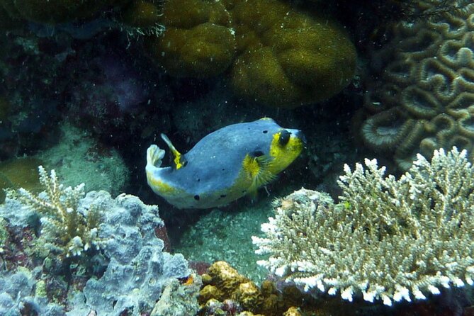 Snorkeling and Island Hopping Tour in Karimunjawa (sharing tour) - The first snorkeling stop and the search for Nemo