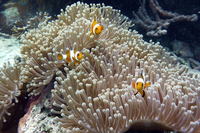 Snorkeling and Island Hopping Tour in Karimunjawa (sharing tour) - Time on the second island
