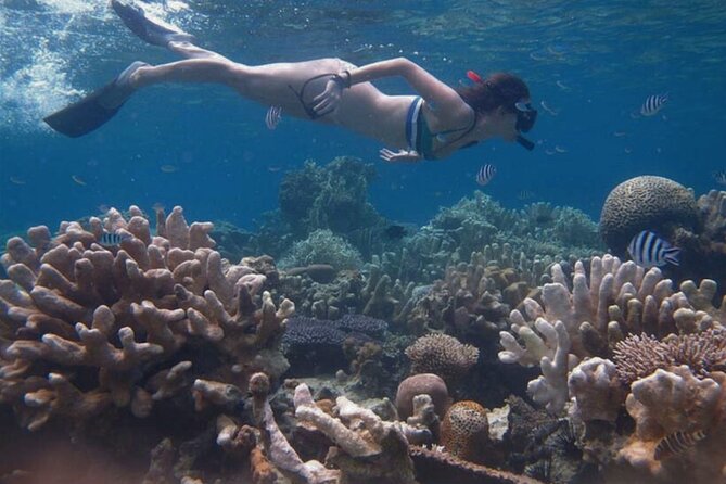Snorkeling and Island Hopping Tour in Karimunjawa (sharing tour) - What the $19.58 price really covers