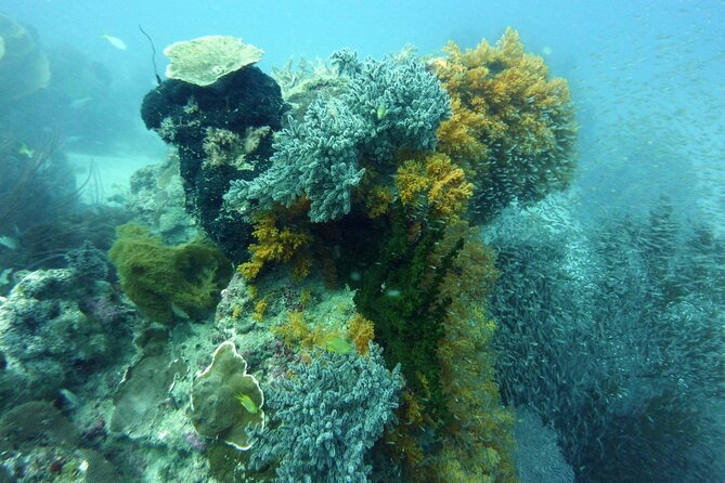 Snorkeling and Island Hopping Tour in Karimunjawa (sharing tour) - The crew, equipment, and service