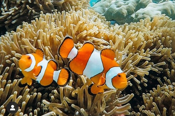 Snorkeling At Blue lagoon And Hidden waterfall - Satria Coffee Plantation: a short taste of Bali