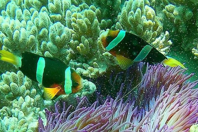 Snorkeling at Blue Lagoon Bali with Lunch and Transport - Lunch at the right point in the day