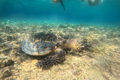 Snorkeling at Menjangan Island Bali Hidden Underwater Gem