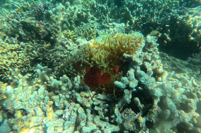 Snorkeling at Menjangan Island Bali Hidden Underwater Gem - Lunch on Menjangan Island and what the $48 includes