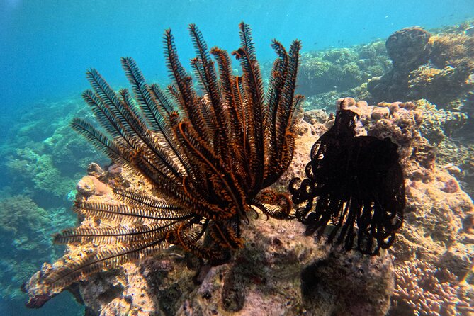 Snorkeling at Menjangan Island Bali Hidden Underwater Gem - Practical booking advice and cancellation terms
