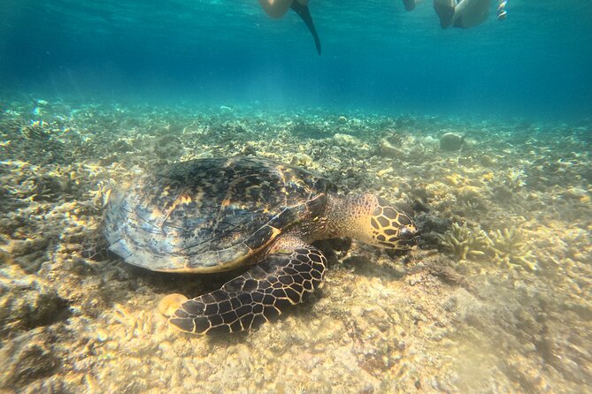 Snorkeling at Menjangan Island Bali Hidden Underwater Gem - Two snorkeling areas, two different views underwater