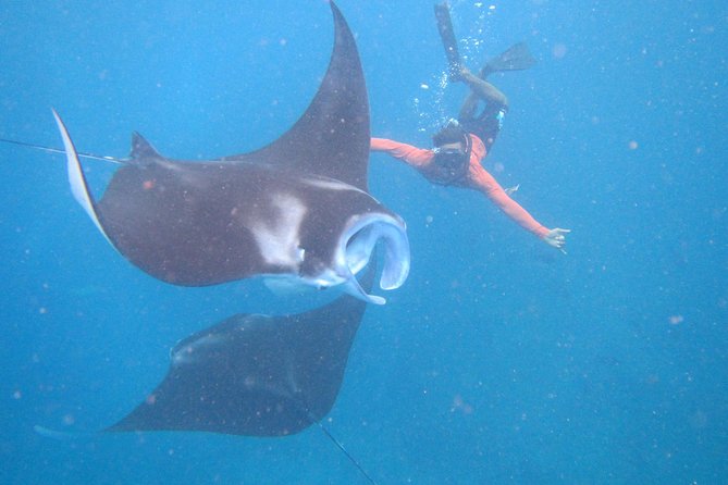 Snorkeling Day Trip To Lembongan and Penida - Key points at a glance