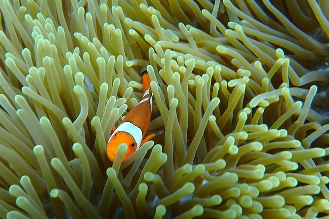 Snorkeling Day Trip To Lembongan and Penida - Lunch, showers, and a welcome break