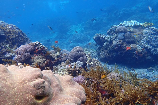Snorkeling Day Trip To Lembongan and Penida - Booking timing and cancellation