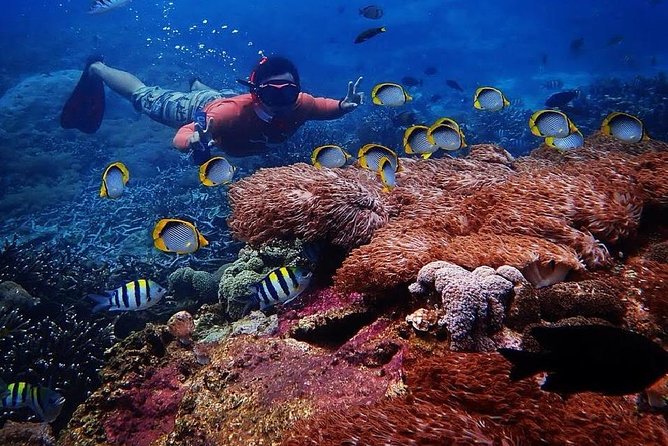 Snorkeling Day Trip To Lembongan and Penida - Starting at Serangan and reaching Lembongan