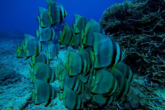 Snorkeling Day Trip to Nusa Lembongan and Nusa Penida - Lunch, photos, and the afternoon add-on