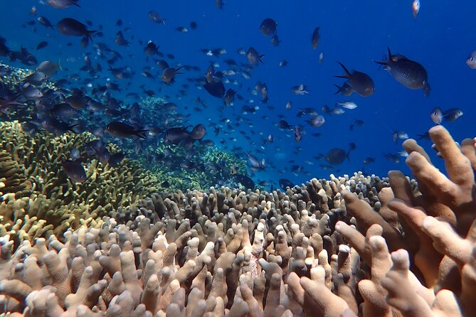 Snorkeling in Menjangan Island with Pickup and Lunch - First snorkeling stop: 45 minutes to one hour in the water