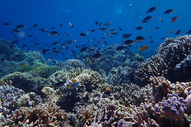 Snorkeling in Menjangan Island with Pickup and Lunch - Beach picnic, a short walk, and wild deer