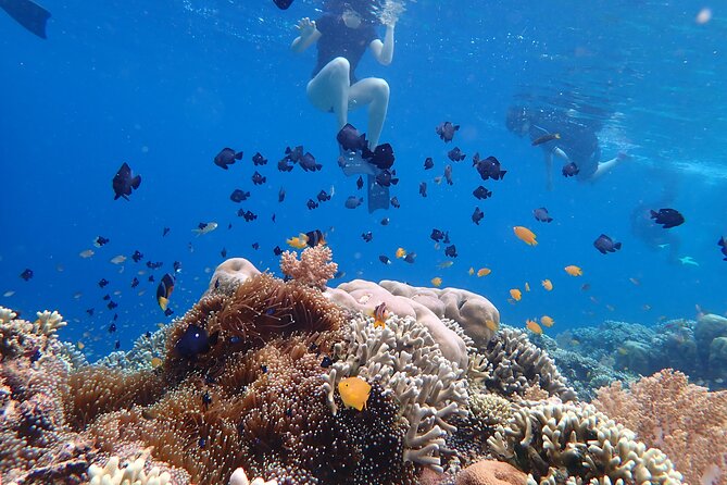 Snorkeling in Menjangan Island with Pickup and Lunch - Second snorkeling stop and the return to Bali