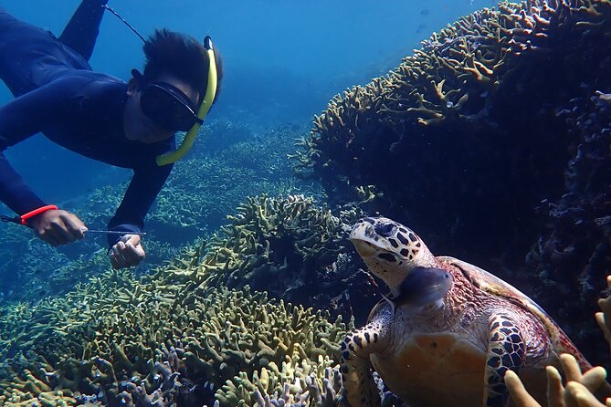 Snorkeling in Menjangan Island with Pickup and Lunch - What the $39.73 price covers