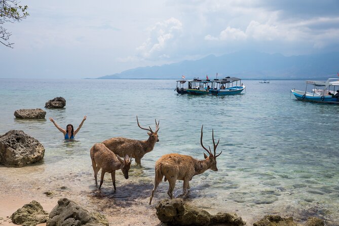 Snorkeling in Menjangan Island with Pickup and Lunch - Who will enjoy this half-day outing