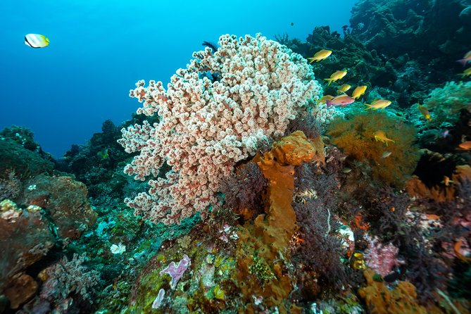 Snorkeling in Menjangan Marine Park - Discover abundant marine life of Pemuteran - Snorkeling over shallow coral