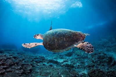 Snorkeling in Menjangan Marine Park – Discover abundant marine life of Pemuteran