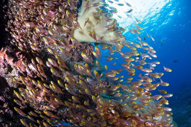 Snorkeling in Menjangan Marine Park - Discover abundant marine life of Pemuteran - A limestone temple and a chance to see deer