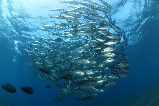Snorkeling in Menjangan Marine Park - Discover abundant marine life of Pemuteran - Who will get the most from this outing