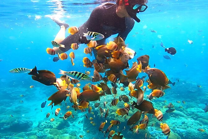 Snorkeling In Nusa Penida Departing From Bali Island - Manta Bay and the wildlife question