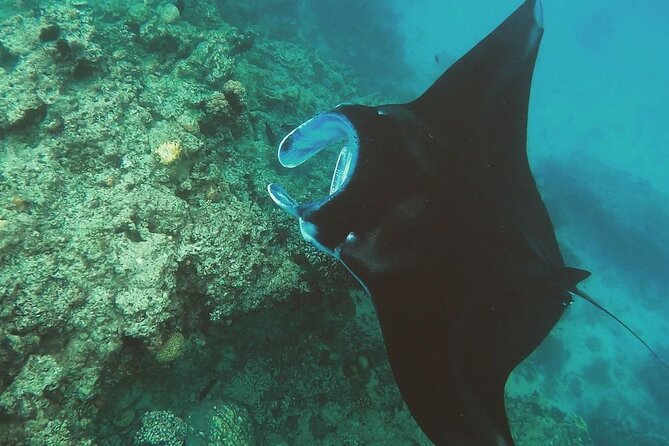 Snorkeling In Nusa Penida Departing From Bali Island - Gamat Bay: a promising first stop