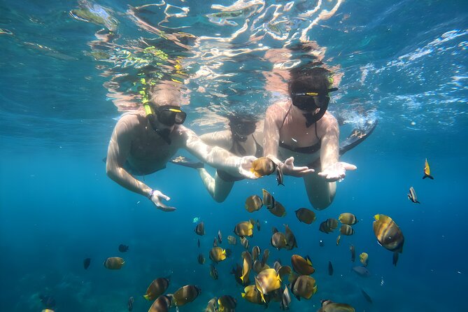Snorkeling In Nusa Penida Island With Manta Ray From Bali - Manta Bay and the wildlife question