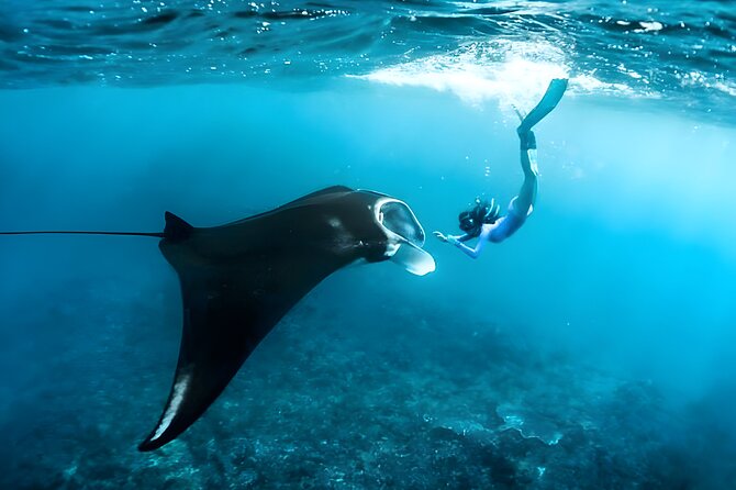 Snorkeling in Wall Point, Gamat Bay and Manta Bay: Nusa Penida Island - Gamat Bay, the strongest coral stop