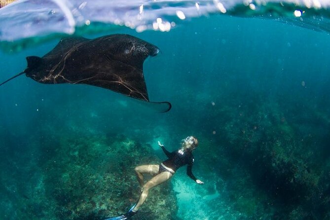 Snorkeling Manta Ray in Nusa Lembongan - Manta rays set the tone at 8:00 am