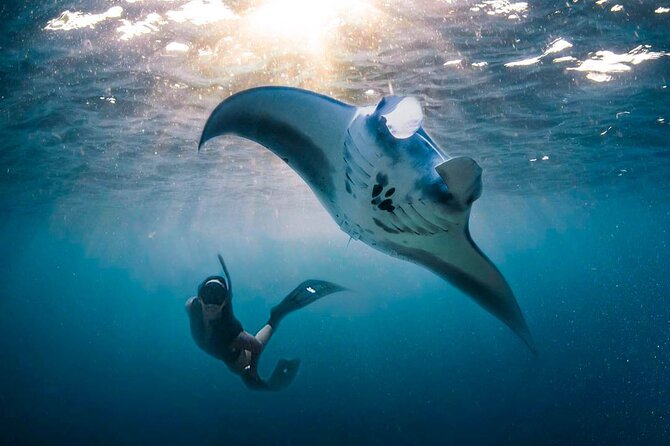 Snorkeling Manta Ray Safari in Nusa Penida - Meeting at the Dolphino dock