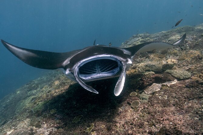 Snorkeling Manta Rays, Land Tour Tembeling Pool & Kelingking - Key points to know before you book