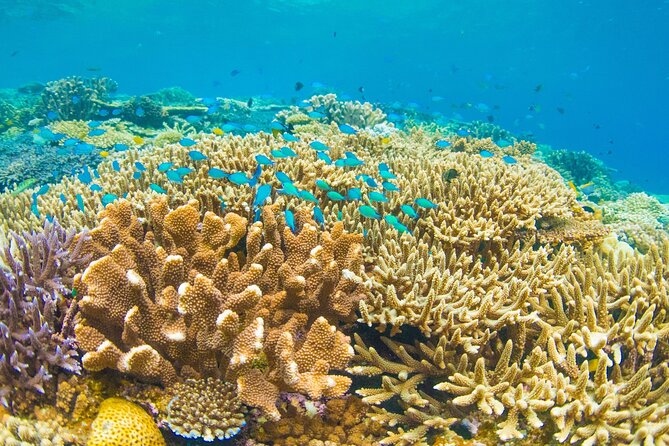 Snorkeling Manta Rays, Land Tour Tembeling Pool & Kelingking - Tembeling Pool through the forest