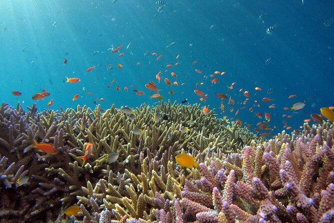 Snorkeling Nusa Penida and Island Tour Package - Wall Point and Mangrove Point