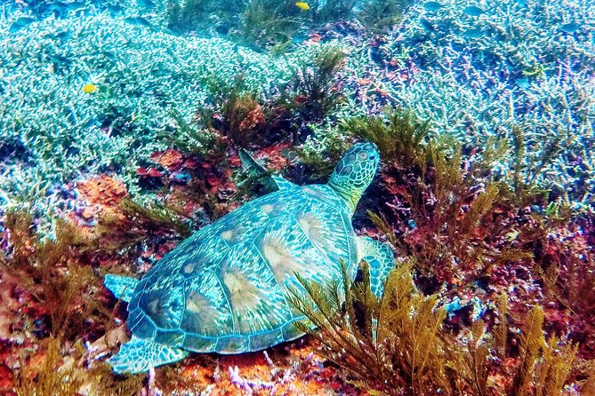 Snorkeling Package at Padang Bai Blue Lagoon - Why Blue Lagoon works for a Bali snorkeling day