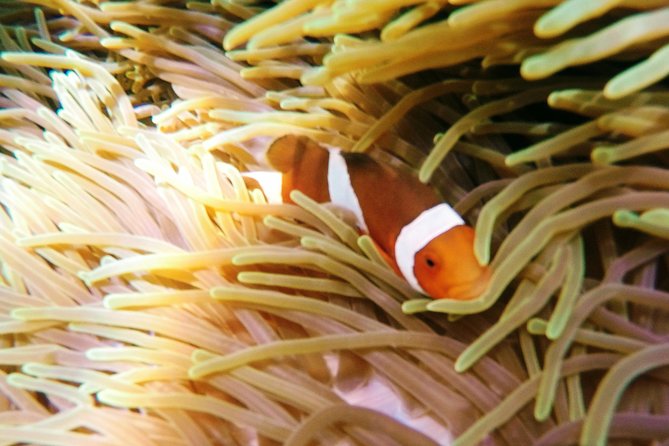 Snorkeling Package at Padang Bai Blue Lagoon - The trip from Sanur to Padangbai