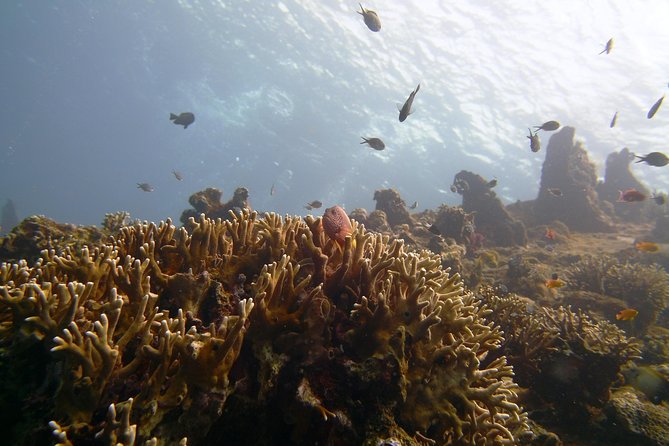 Snorkeling Package at Tulamben Liberty Shipwreck - Why the USS Liberty is worth the long ride