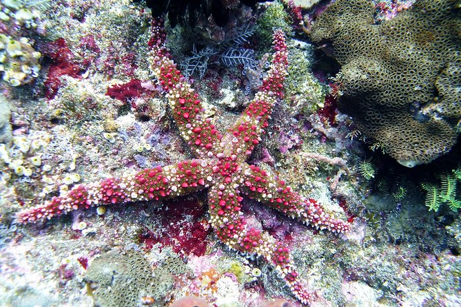 Snorkeling Package at Tulamben Liberty Shipwreck - Lunch, a warm drink, and a second look