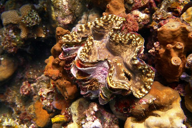 Snorkeling Package at Tulamben Liberty Shipwreck - Equipment, safety, and the GoPro option