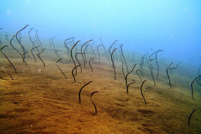 Snorkeling Package at Tulamben Liberty Shipwreck - Timing, cancellation, and practical booking advice