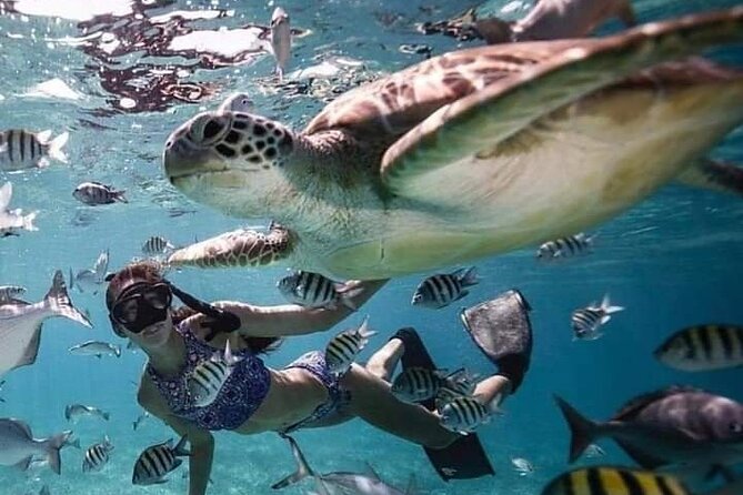 Snorkeling Tour In Gili Islands Pick Up From Lombok Or Gili - What the $128.21 price really covers