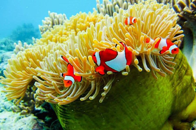 Snorkeling Trip Nusa Penida Bali - The early start from Kuta and Sanur