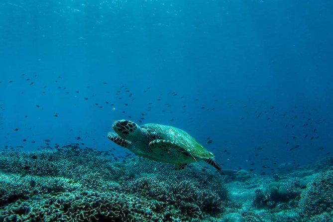 Snorkeling Trip Nusa Penida Bali - Crystal Bay brings calmer visual rewards