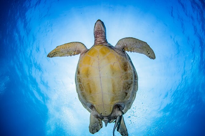 Snorkeling Trip to Menjangan Island - Why Menjangan Island makes a strong snorkeling day